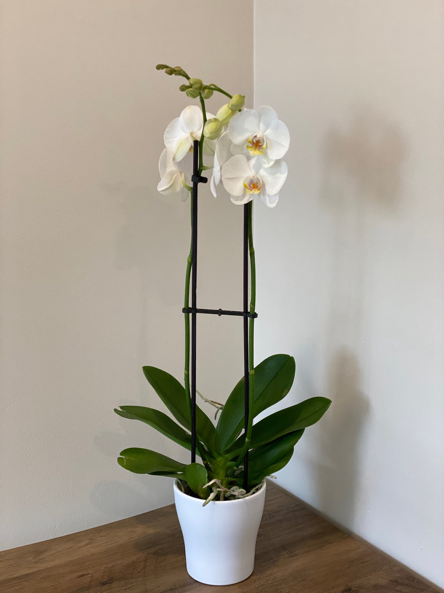 Phalaenopsis Orchid in 5&quot; pot