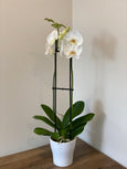 Phalaenopsis Orchid in 5" pot