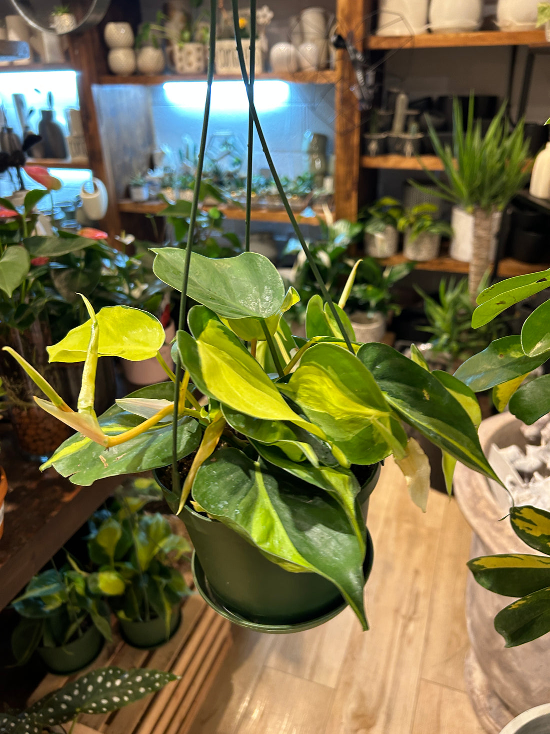Philodendron Brasil (Various sizes)