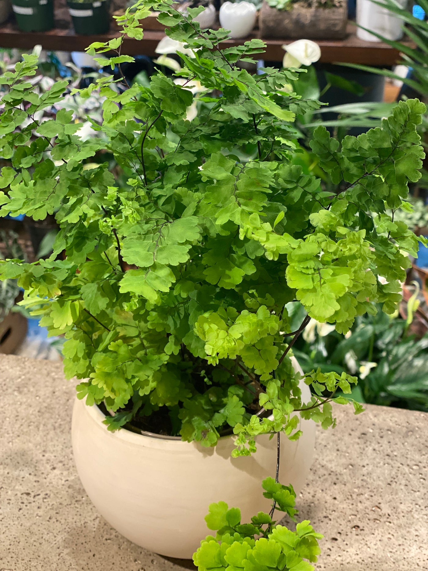 Maidenhair Fern 5"