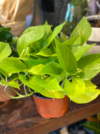 Pothos Neon