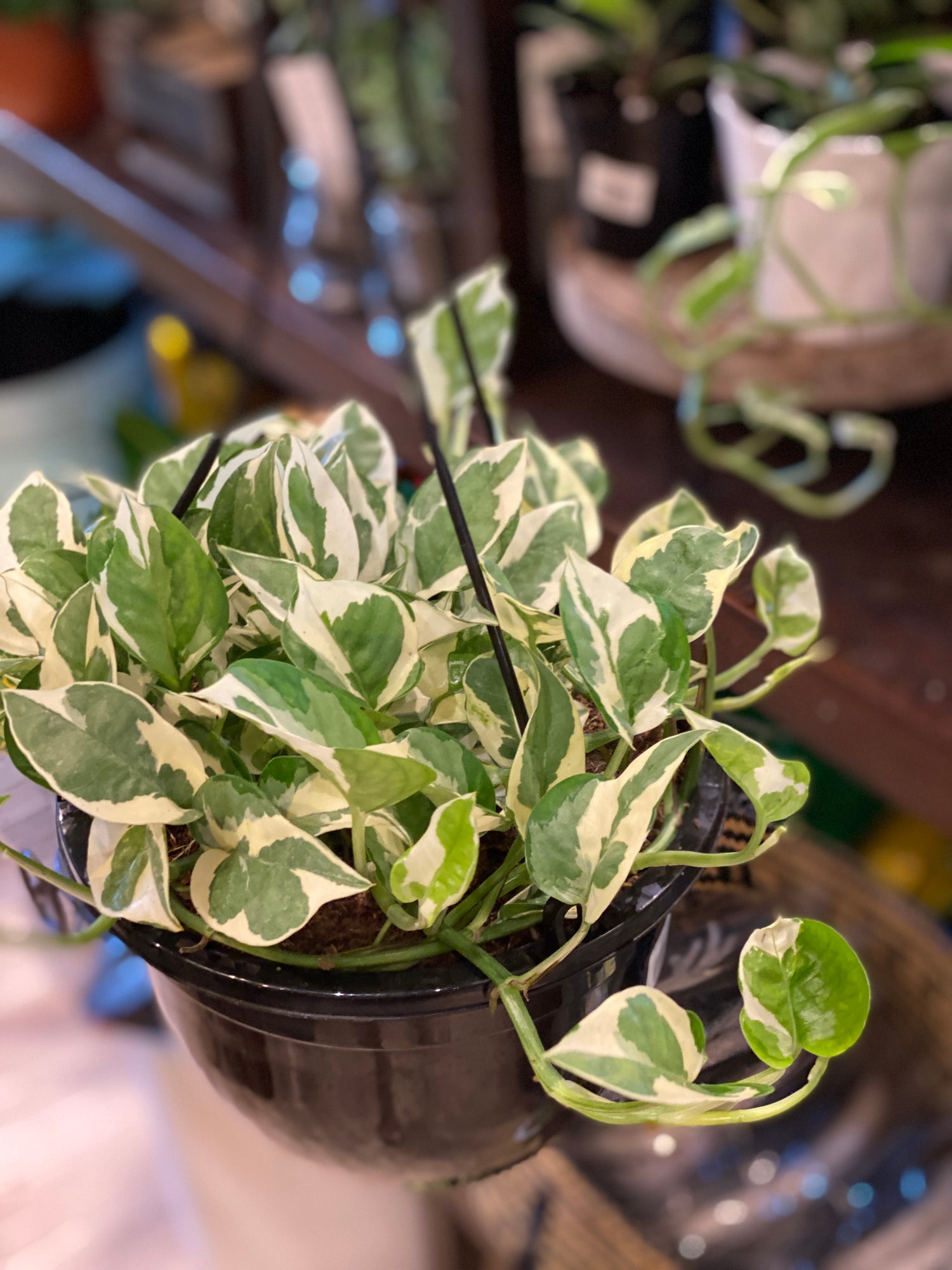 Pothos Pearl &amp; Jade