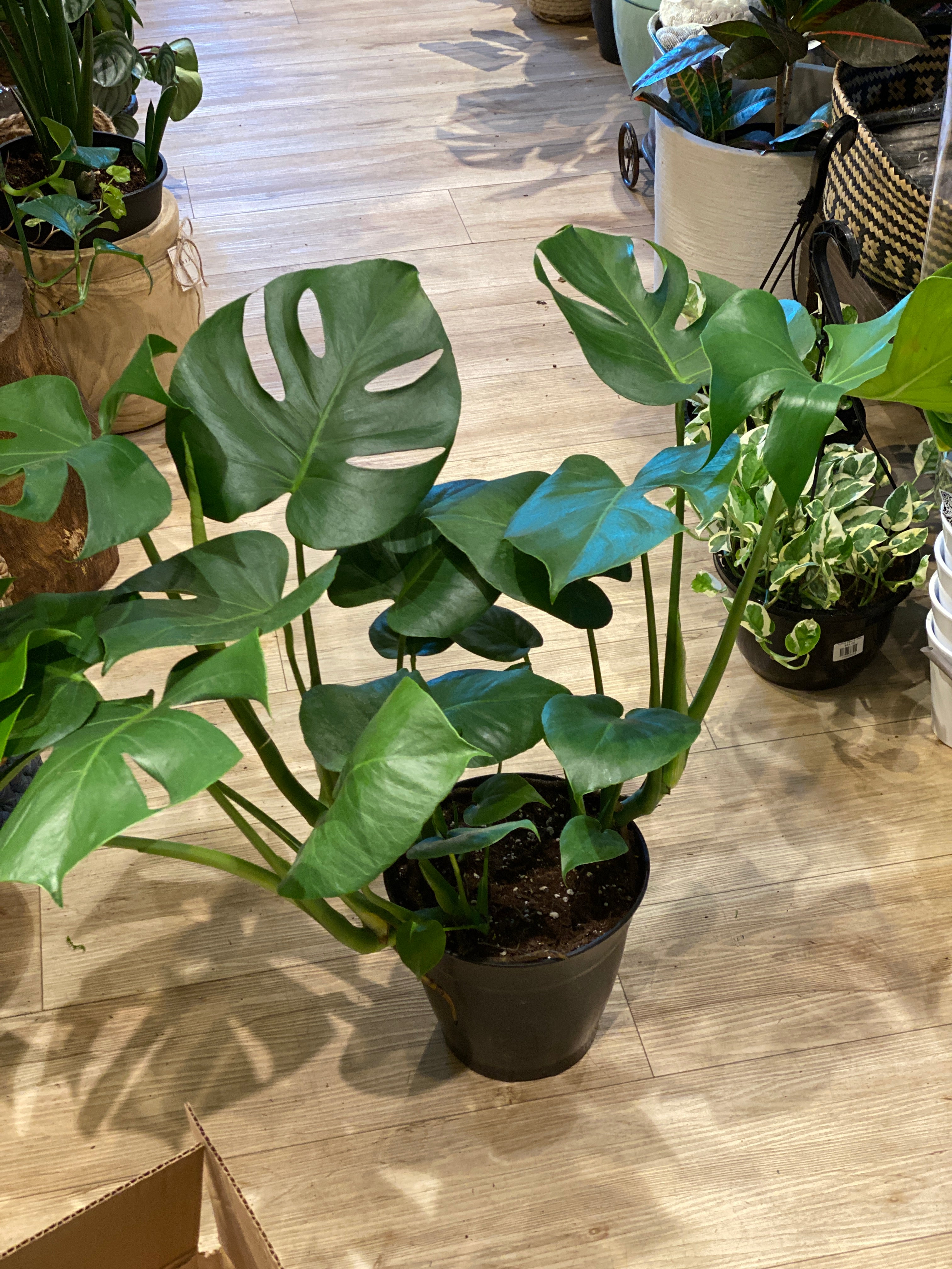 Philodendron Monstera