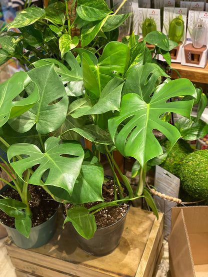 Philodendron Monstera