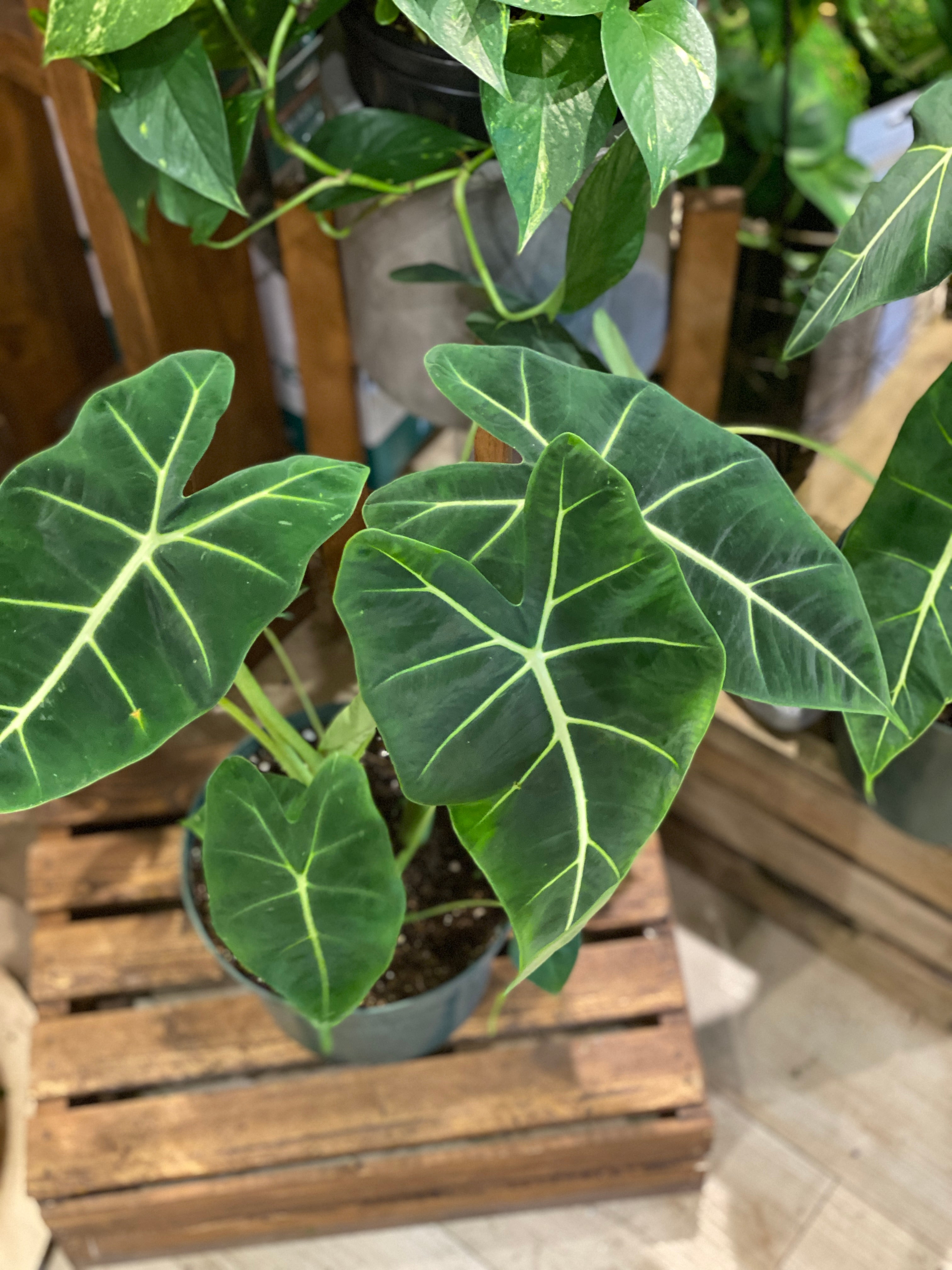 Alocasia Frydek