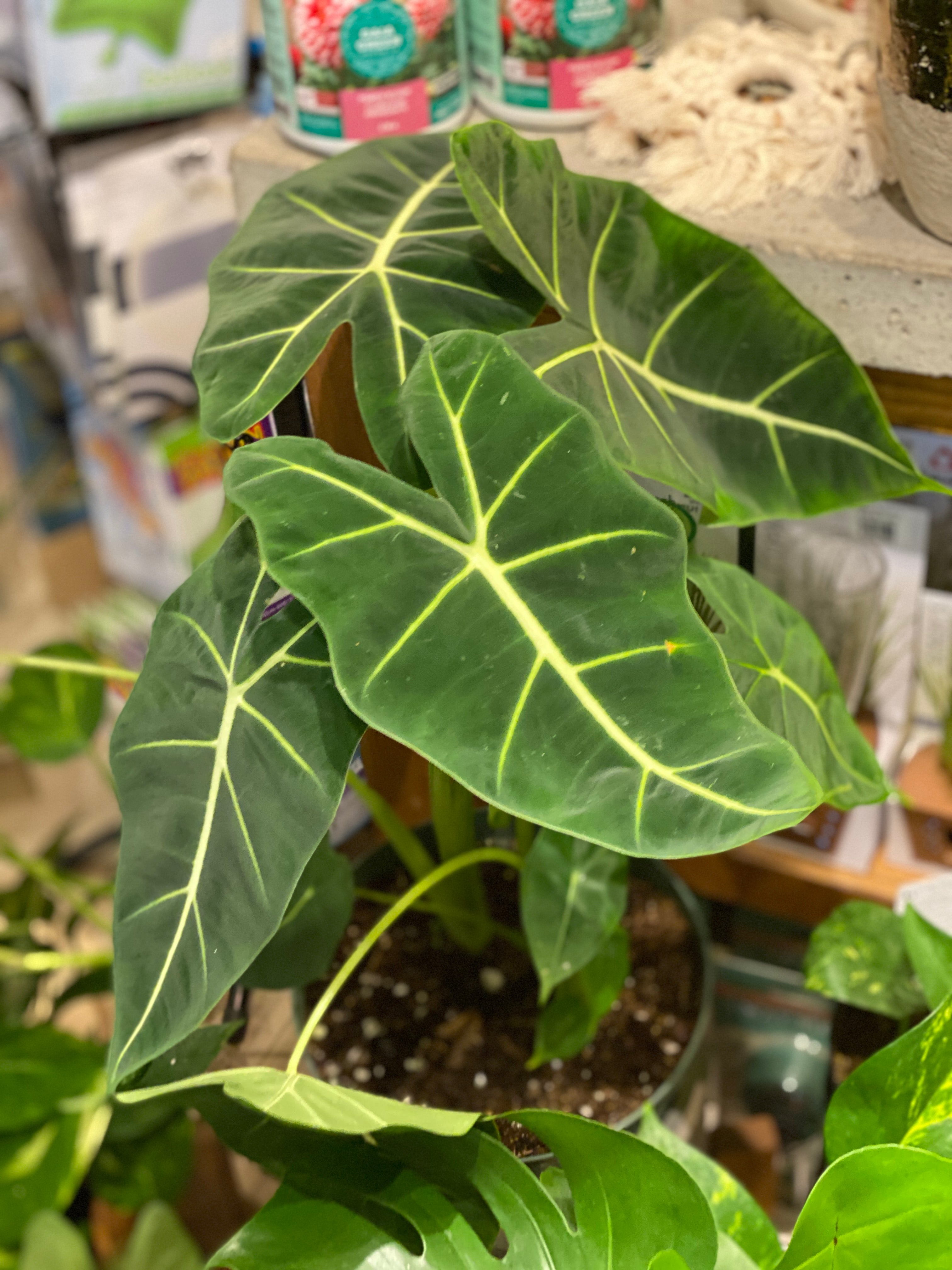 Alocasia Frydek