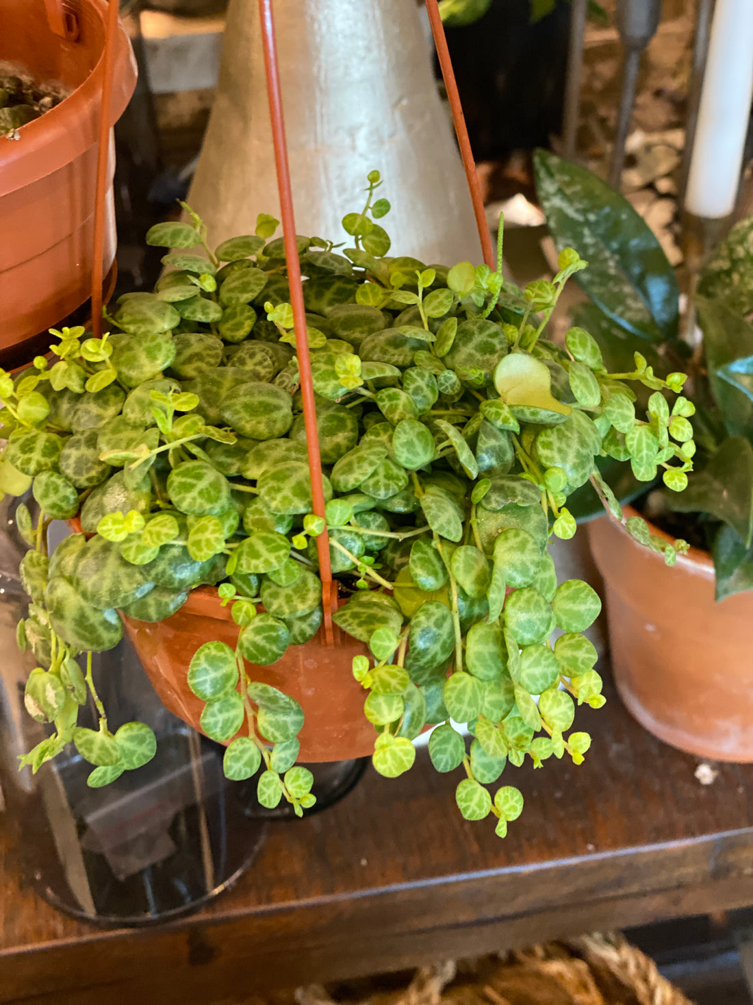 String of Turtles ( Peperomia prostrata)