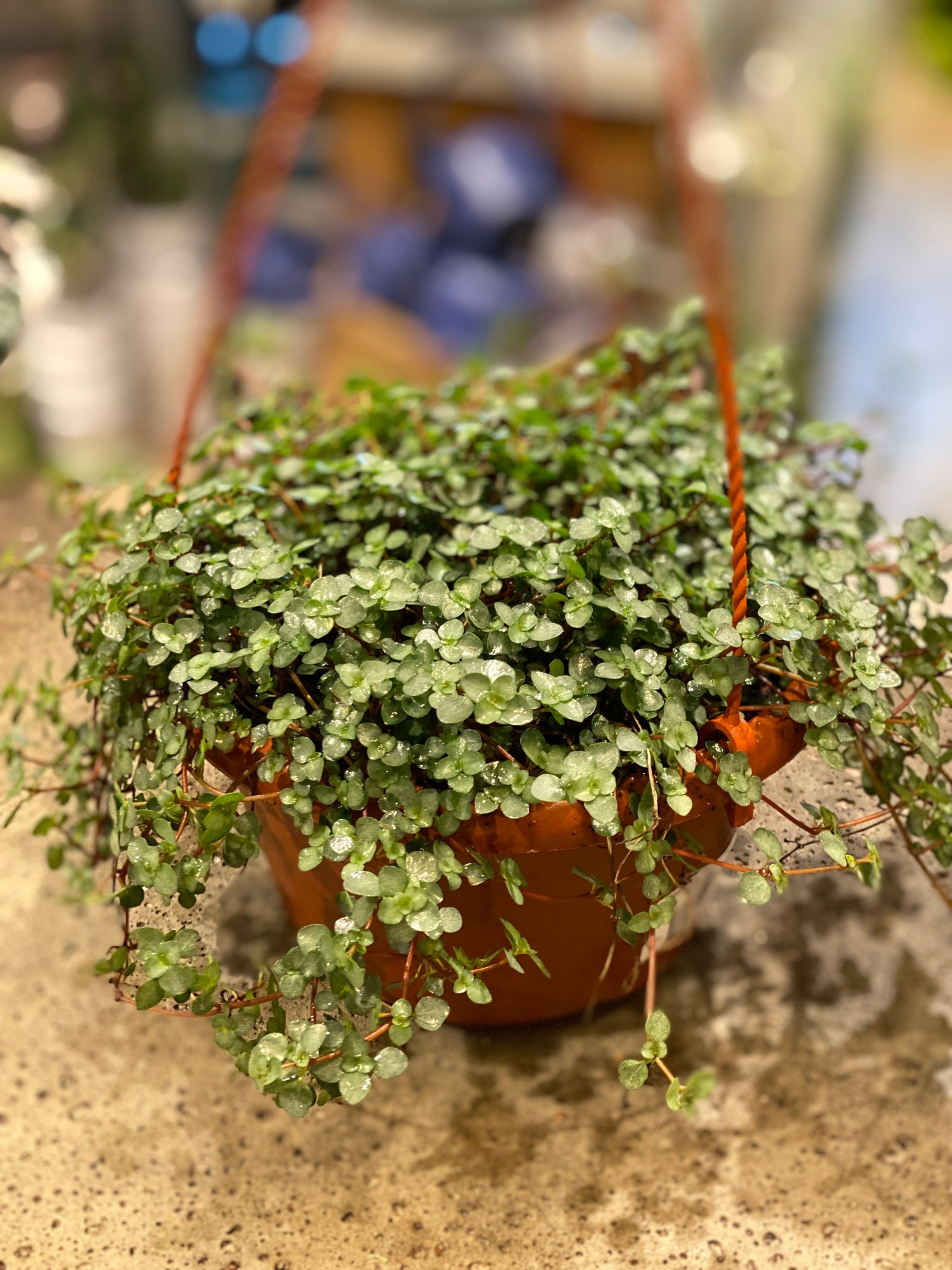 Pilea Aqua blue