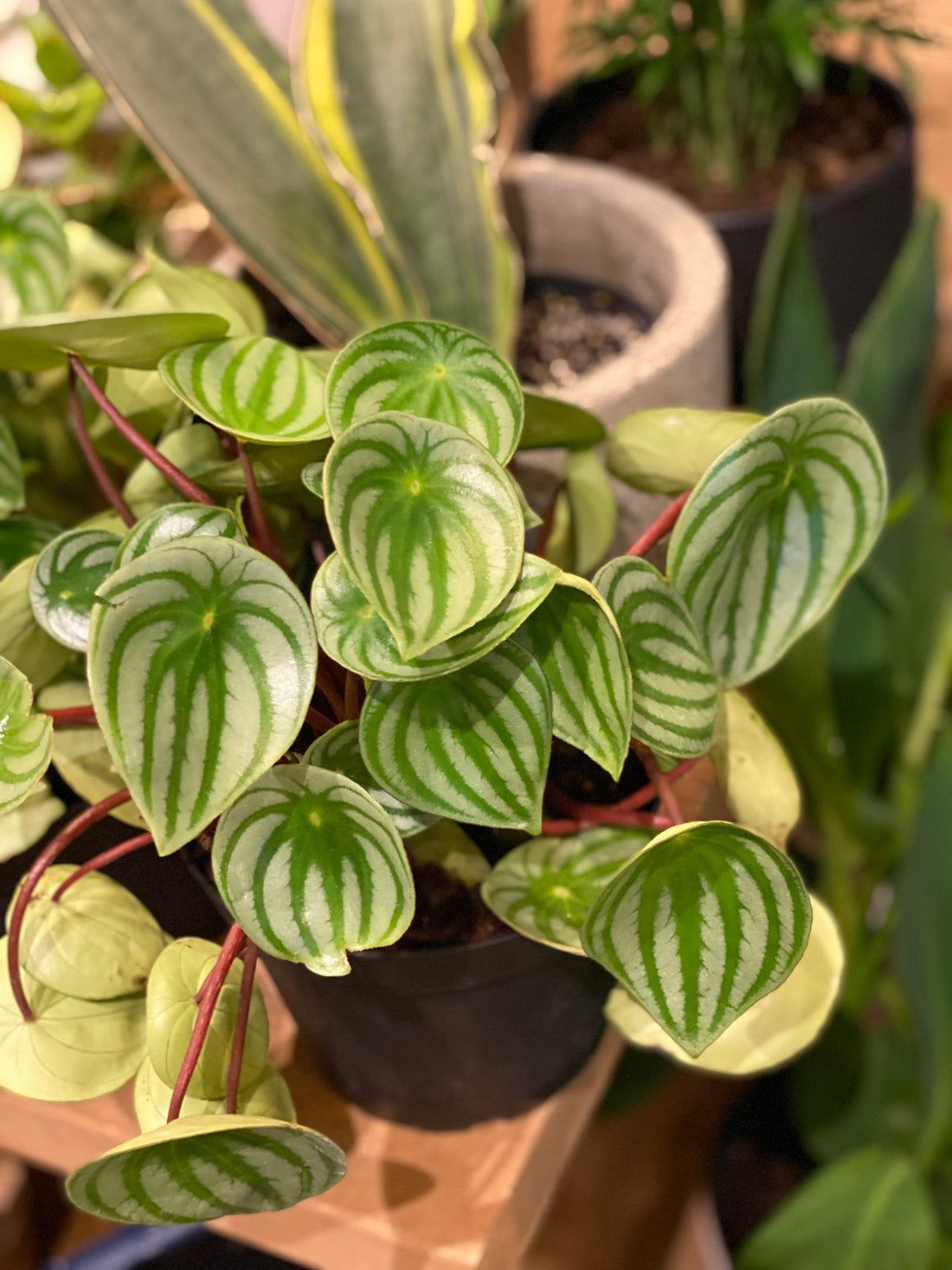 Peperomia Watermelon