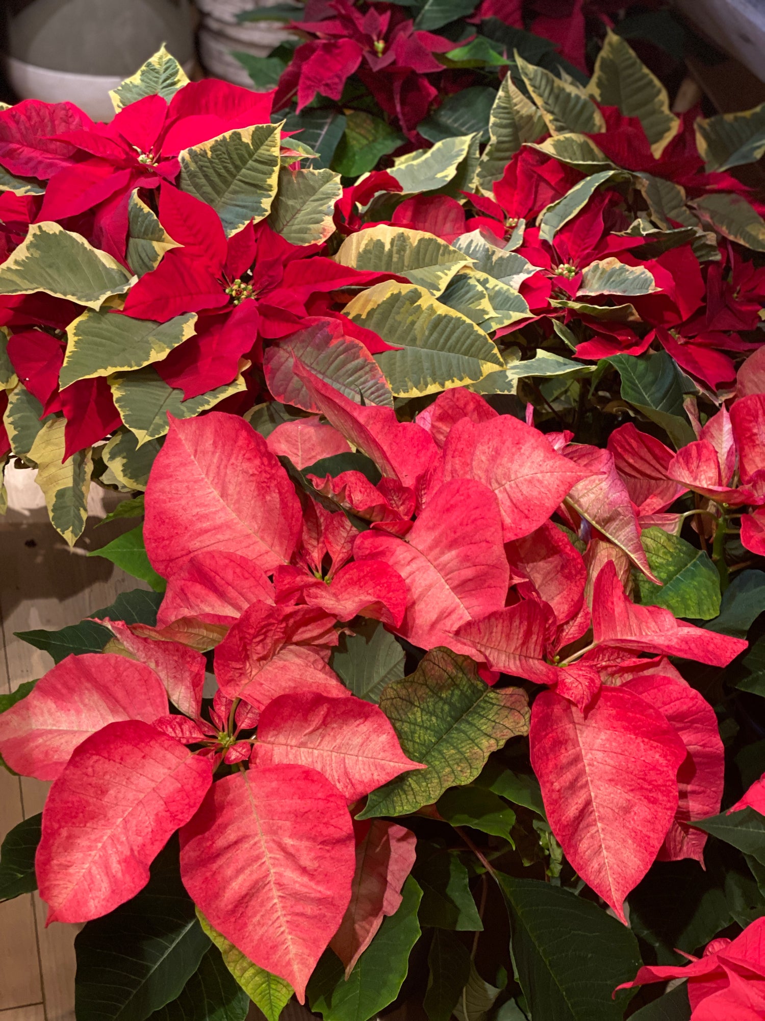 Poinsettia