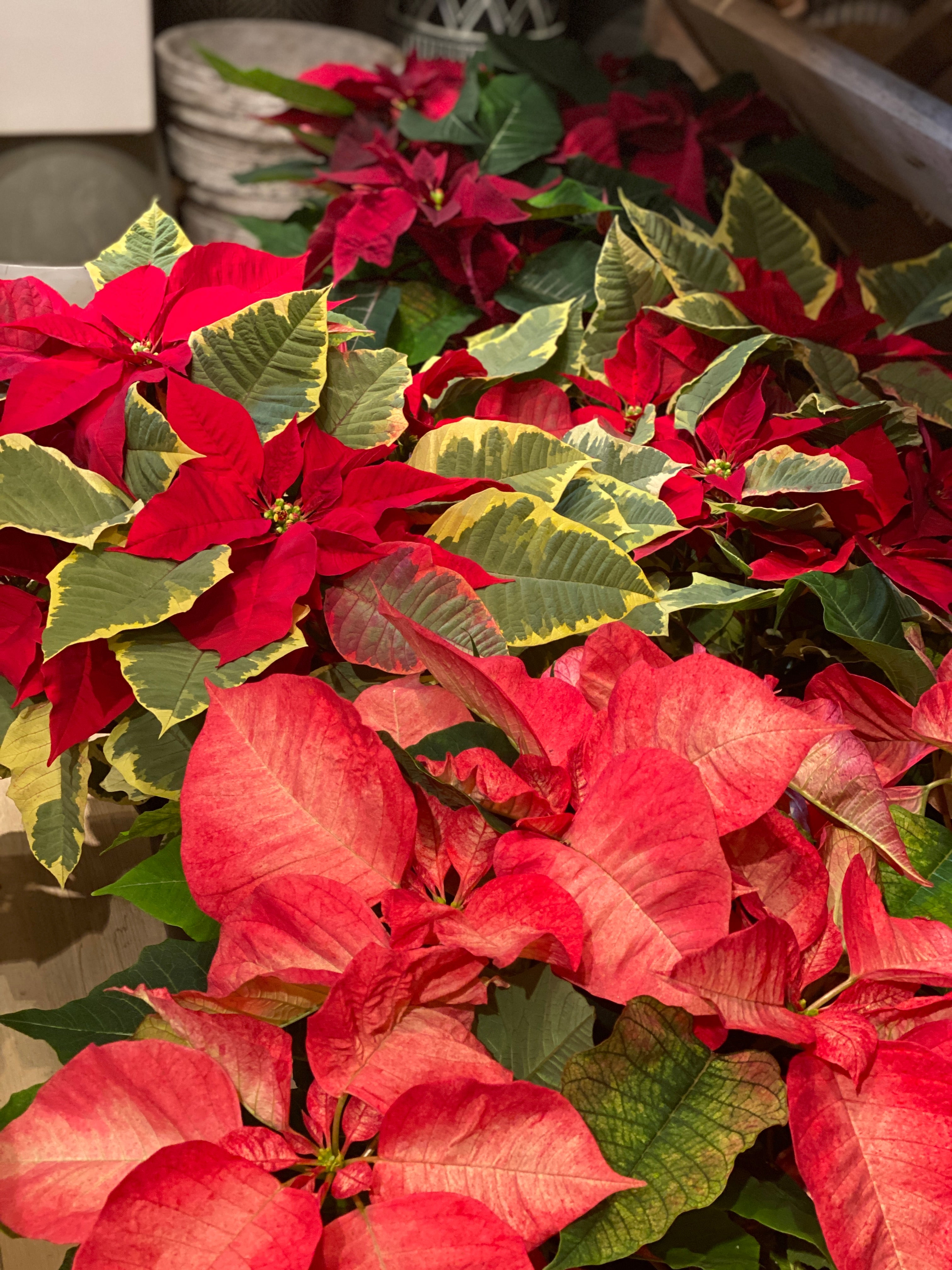 Poinsettia