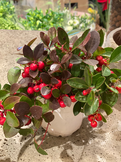 Winterberry 4"
