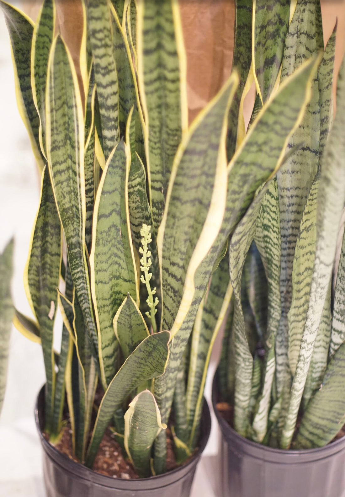 Sansevieria Tri Laurentii
