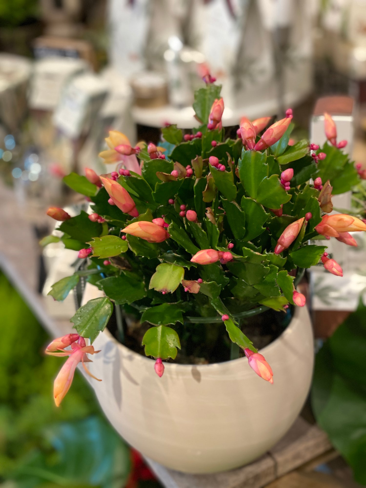 Christmas Cactus (Zygo Cactus)