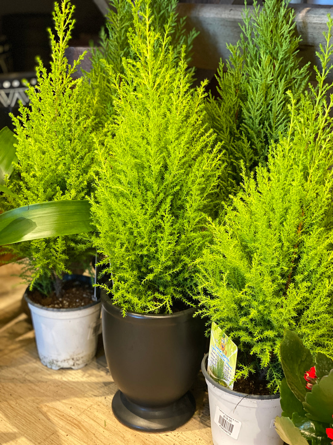 Lemon Cypress (Plants only)