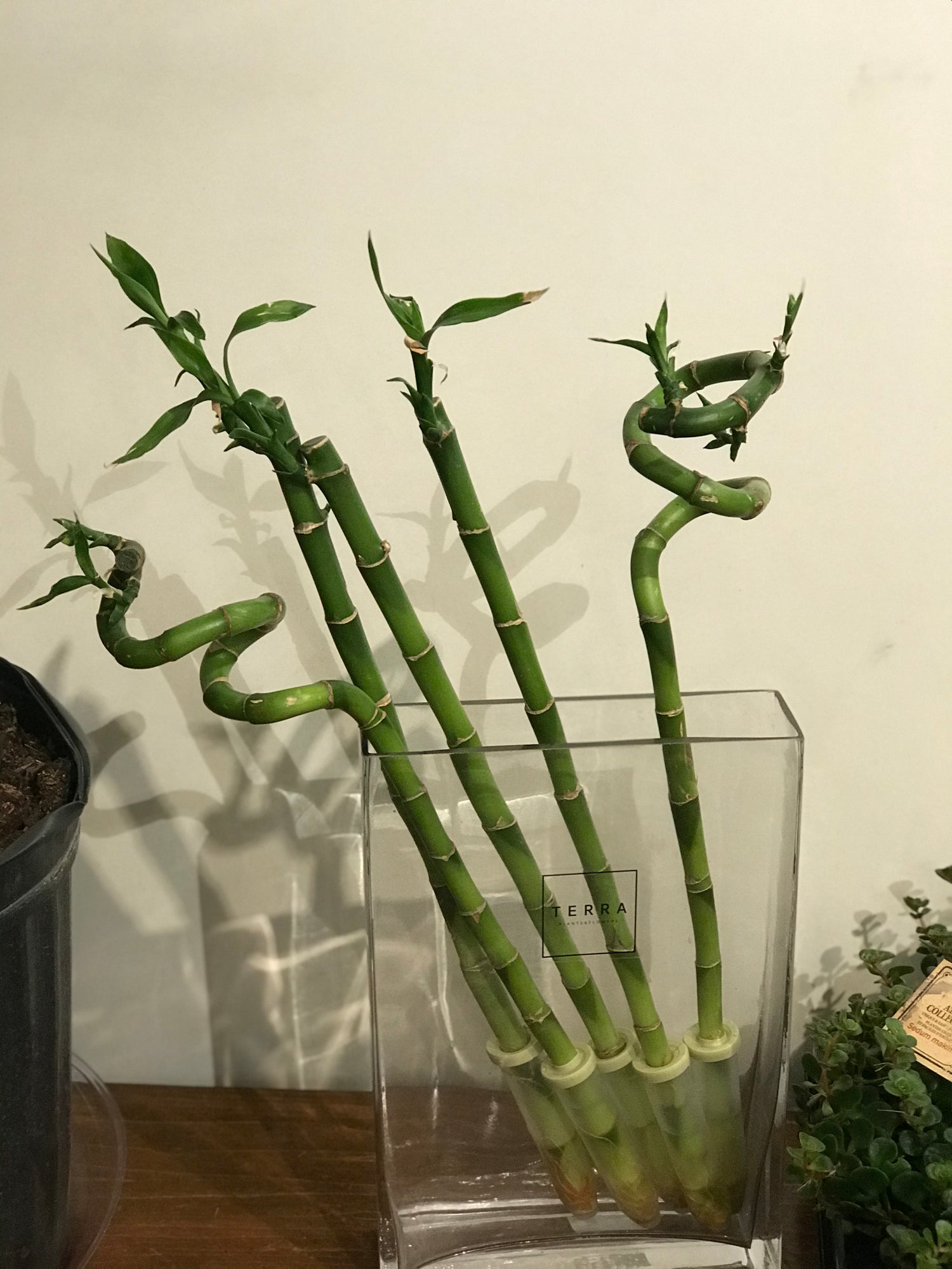 Lucky Bamboo