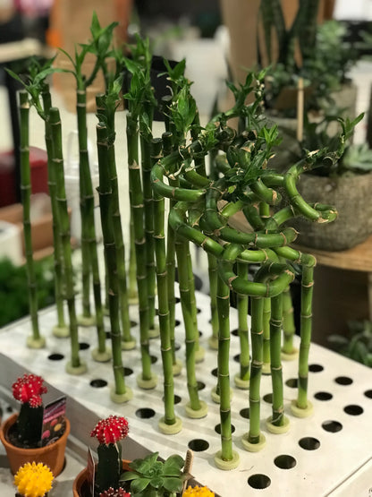 Lucky Bamboo