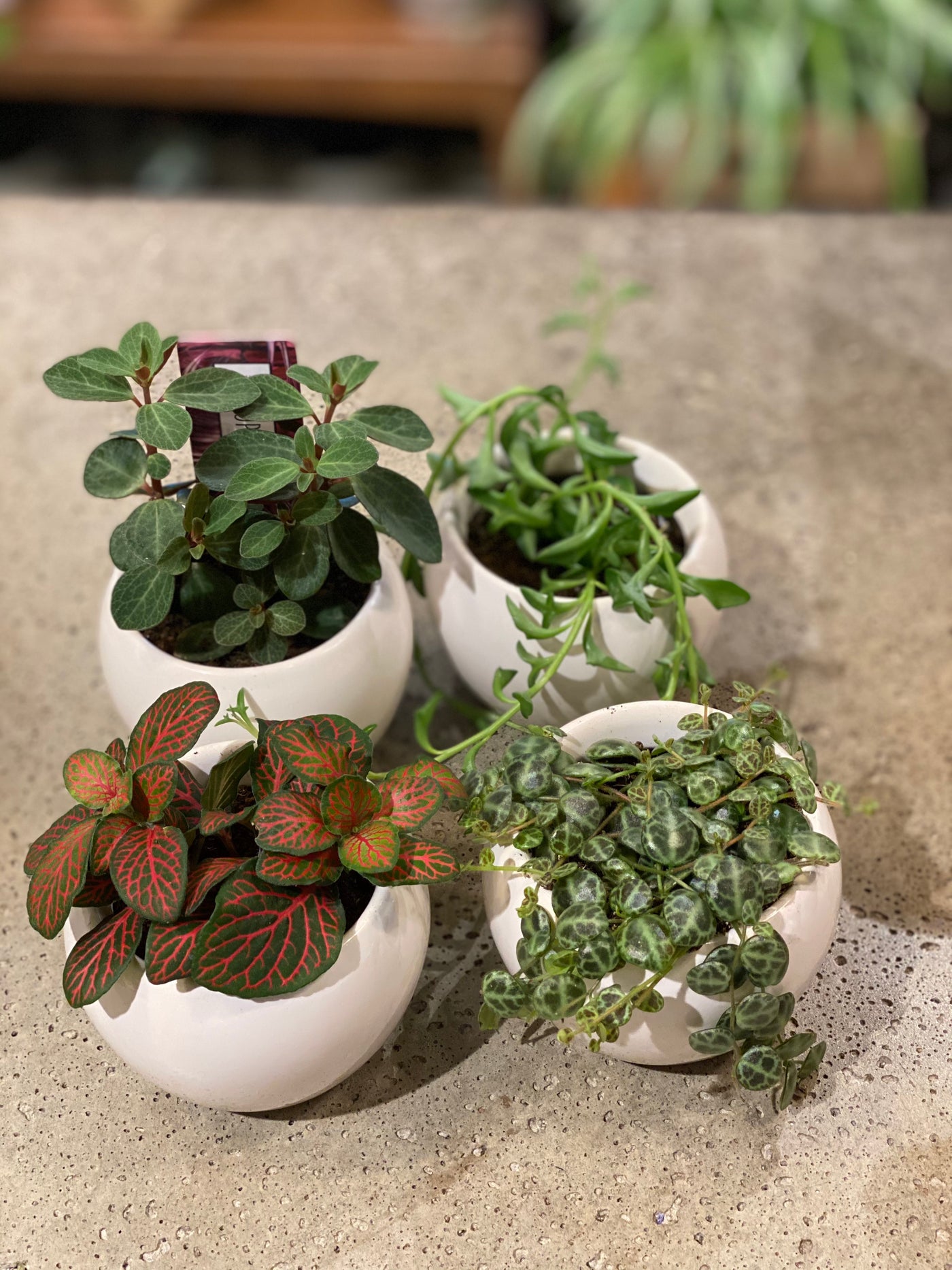 Miniature Planter Set of 3