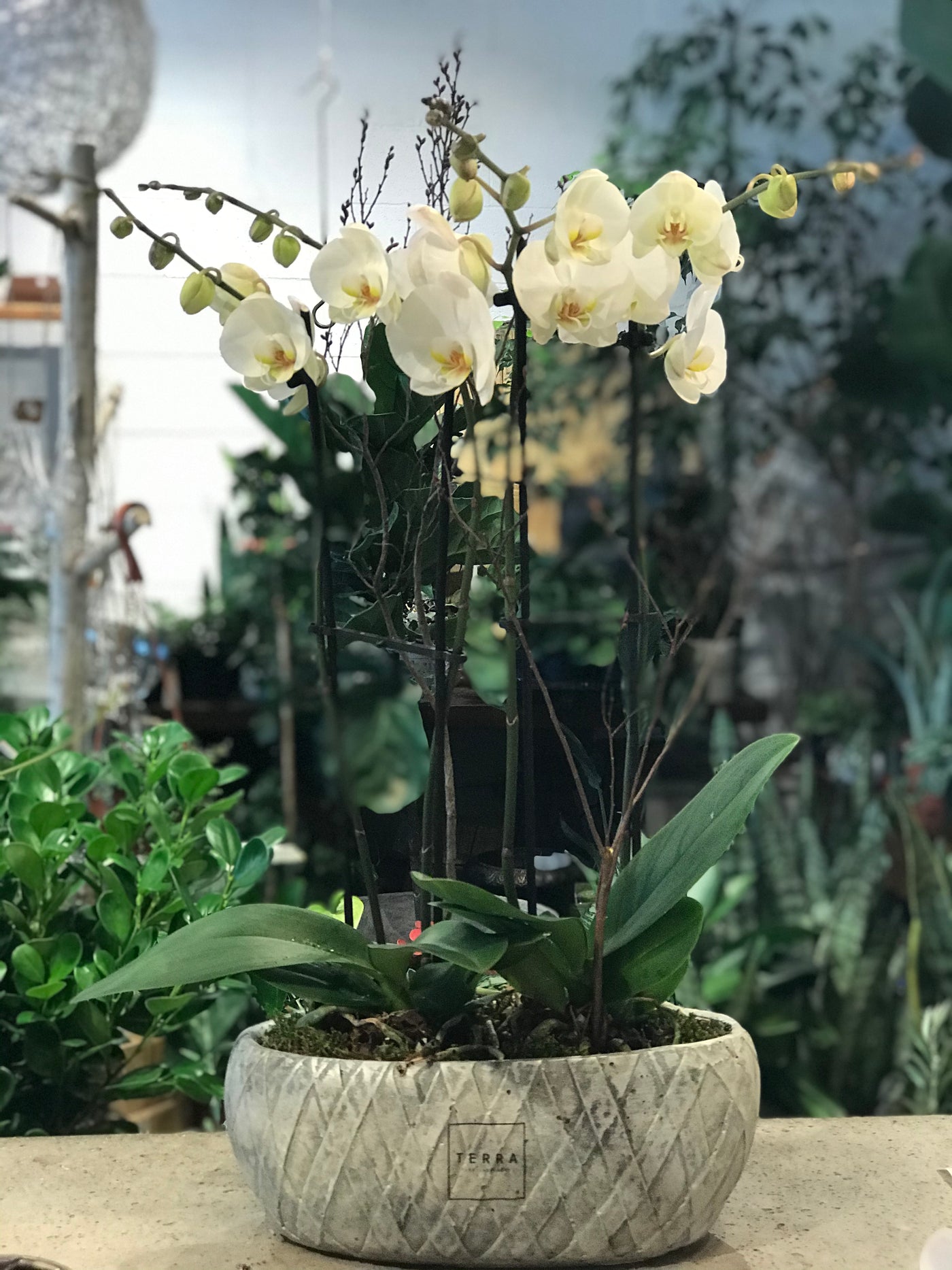 Contemporary Orchid Planter