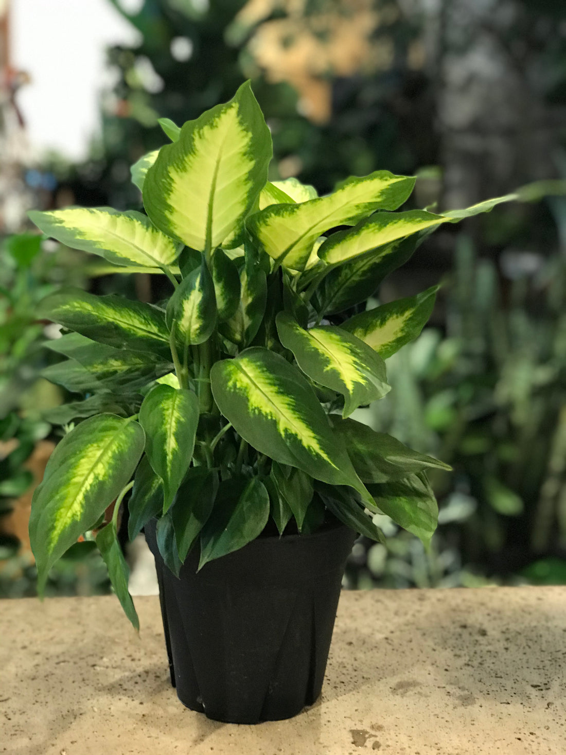 Dieffenbachia Camille