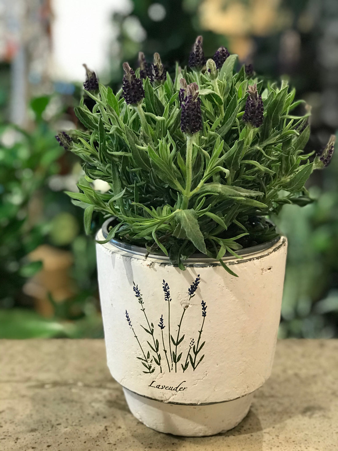 Flowering Lavender 4-inch