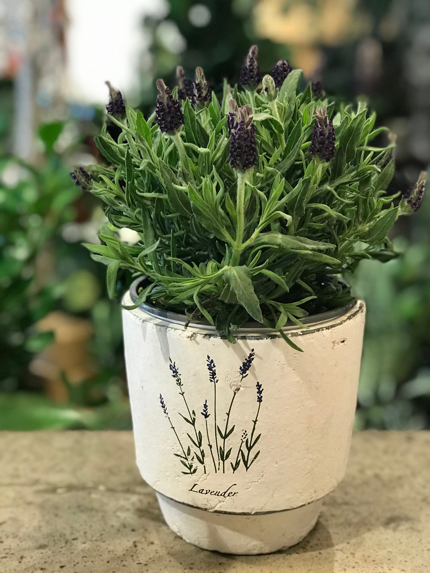 Flowering Lavender -Majestic in a Decorative Pot