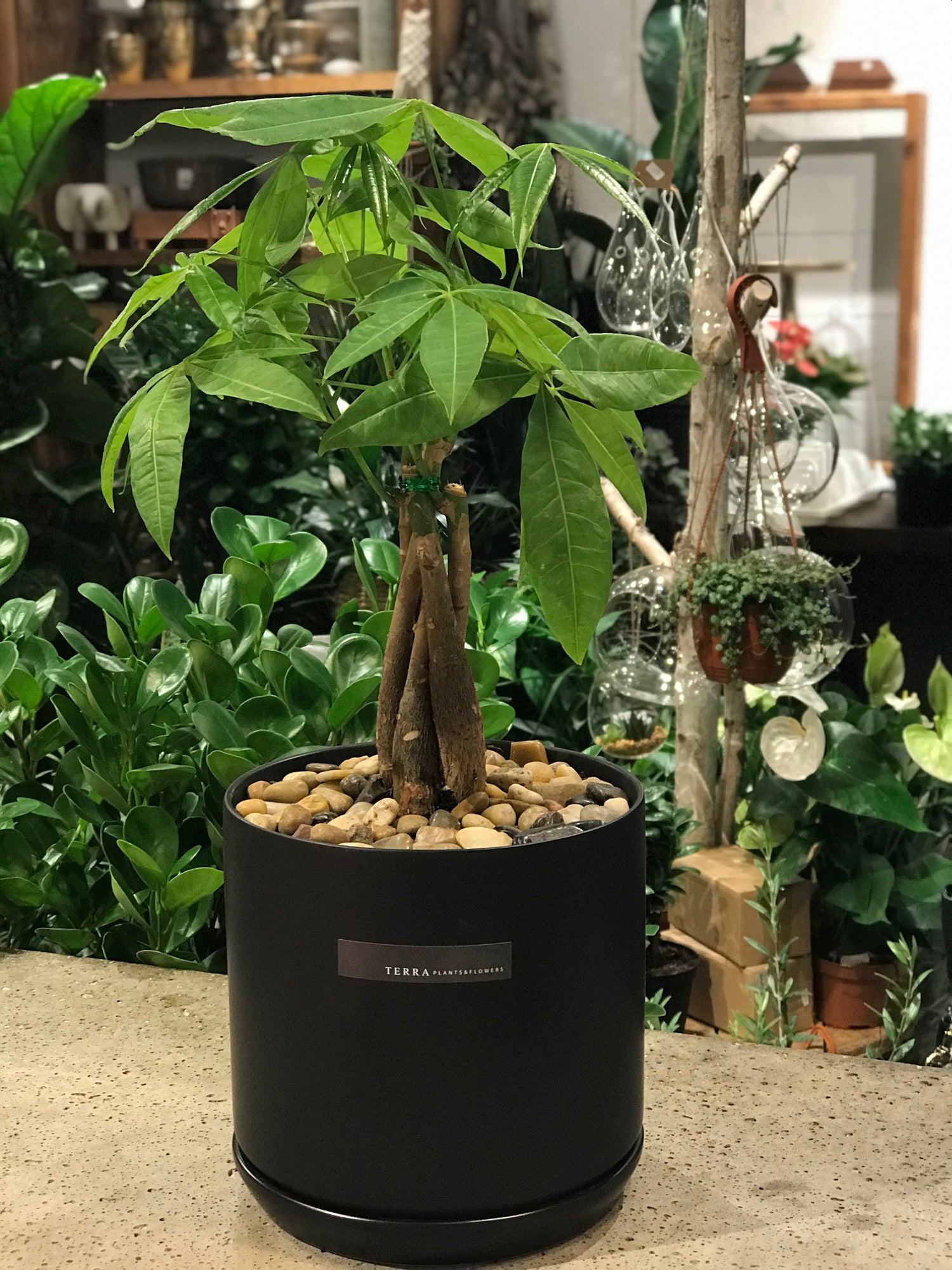6&quot; Money Tree