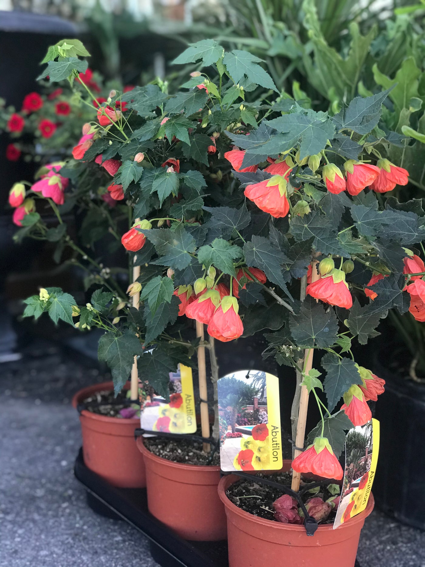 Abutilon Flowering Maple abutilon-flowering-maple