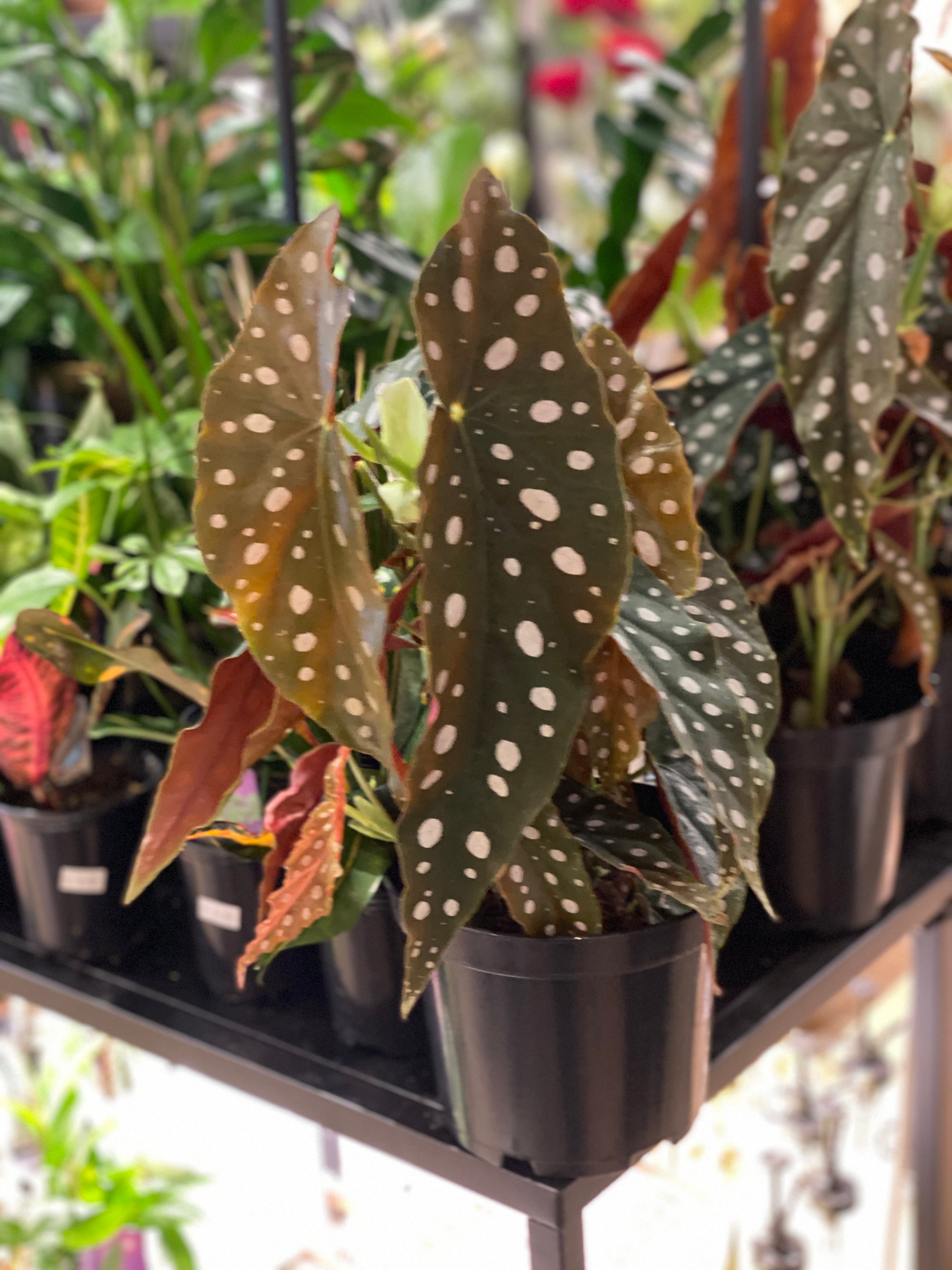 6&quot; Begonia Maculata Angel Wing