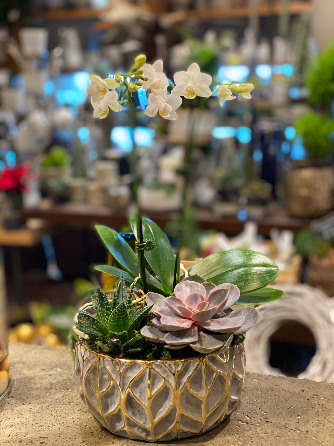 Grey Gold Leaf Orchid/Succulent Planter