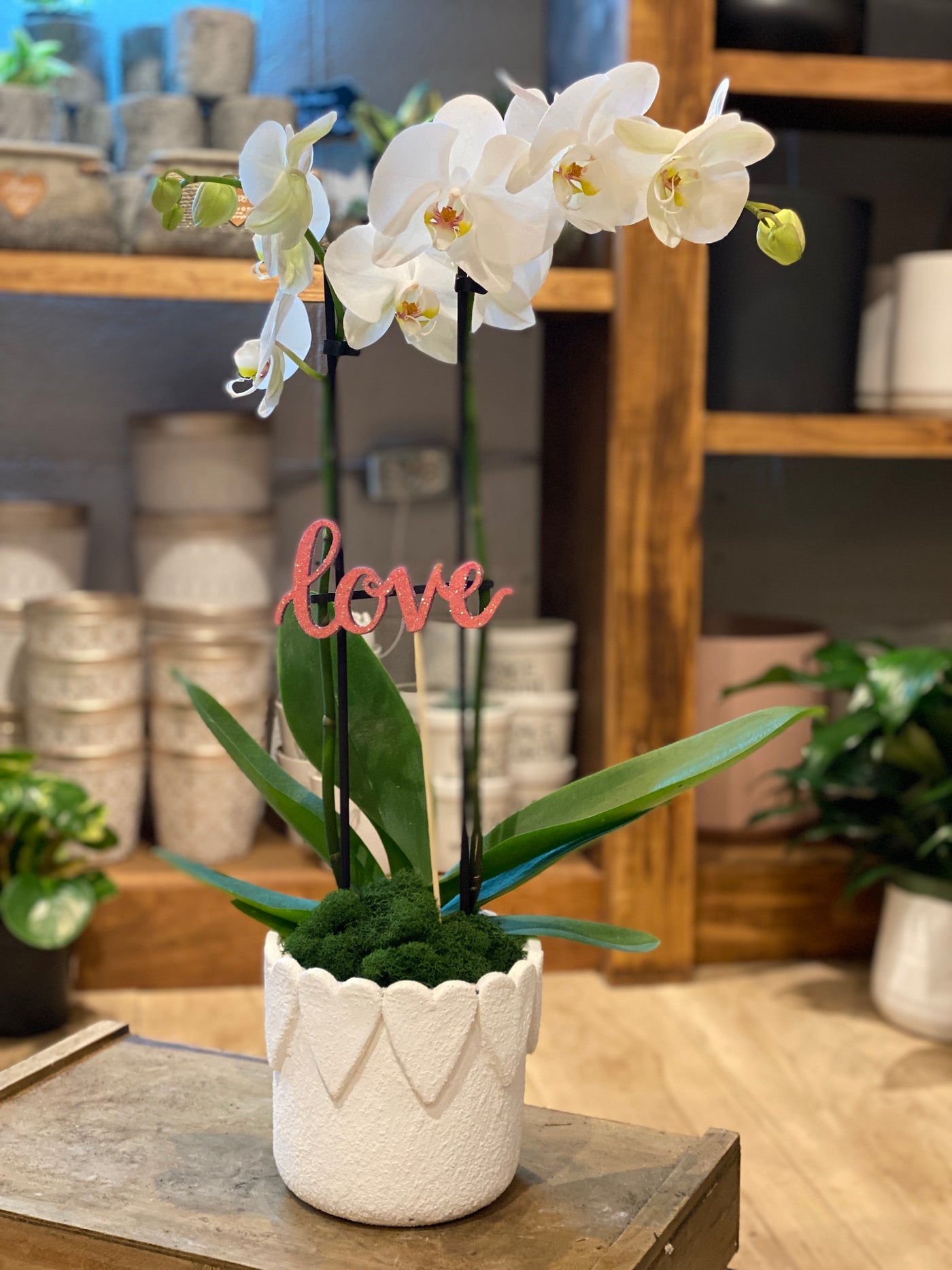 Lovely Orchid in Heart Pot