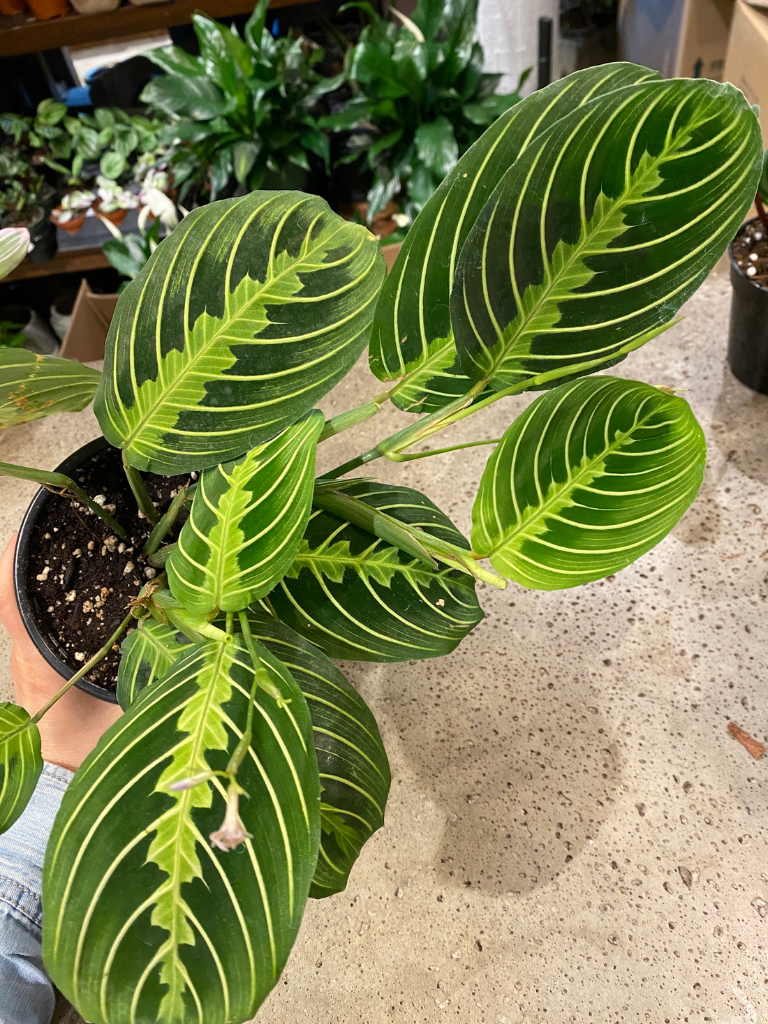 Prayer Plant(Maranta leuconeura) various sizes