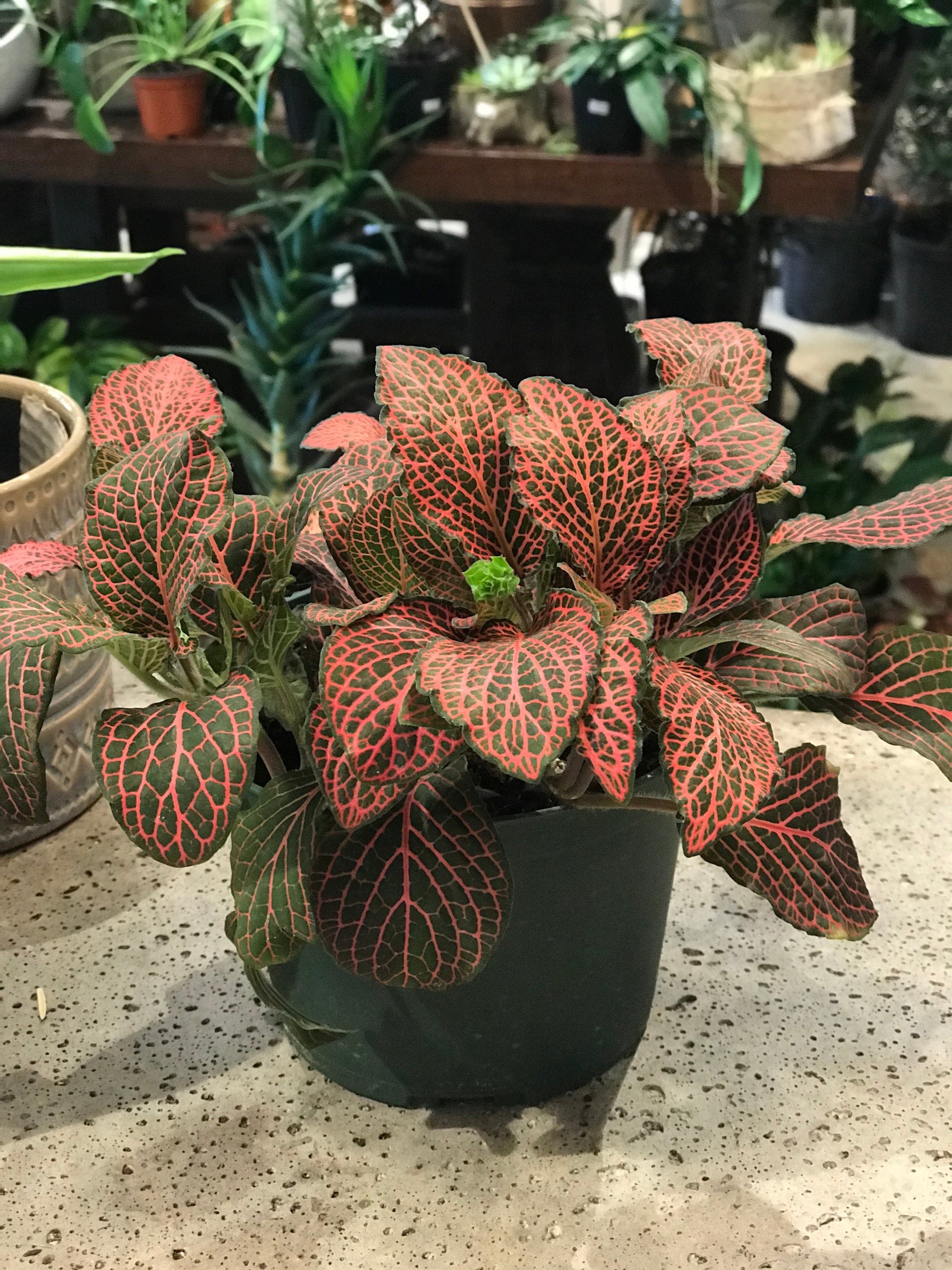 Fittonia (Various Sizes and Colours)