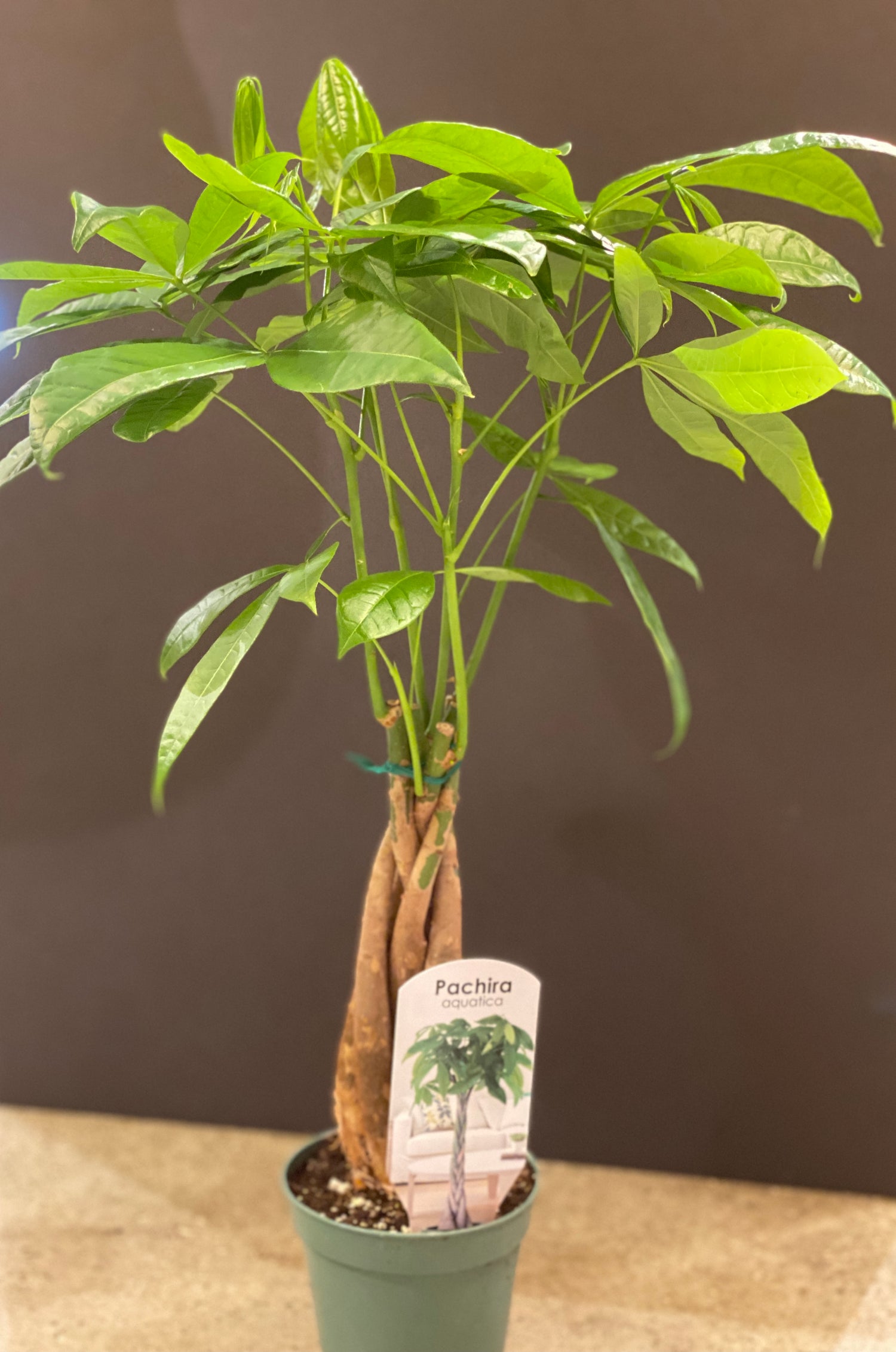 6&quot; Money Tree
