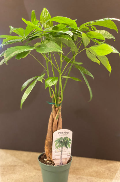 6&quot; Money Tree