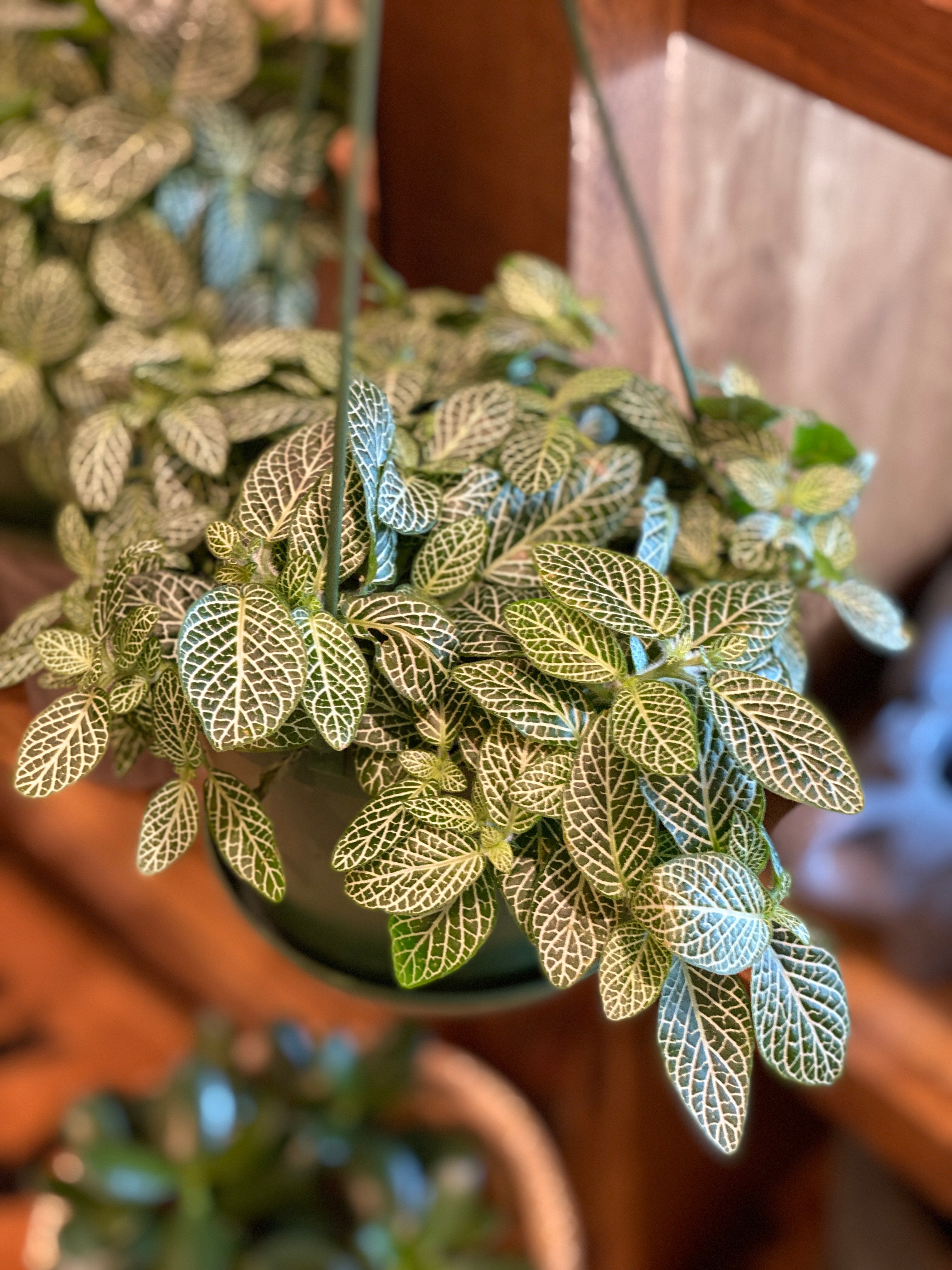 Fittonia (Various Sizes and Colours)