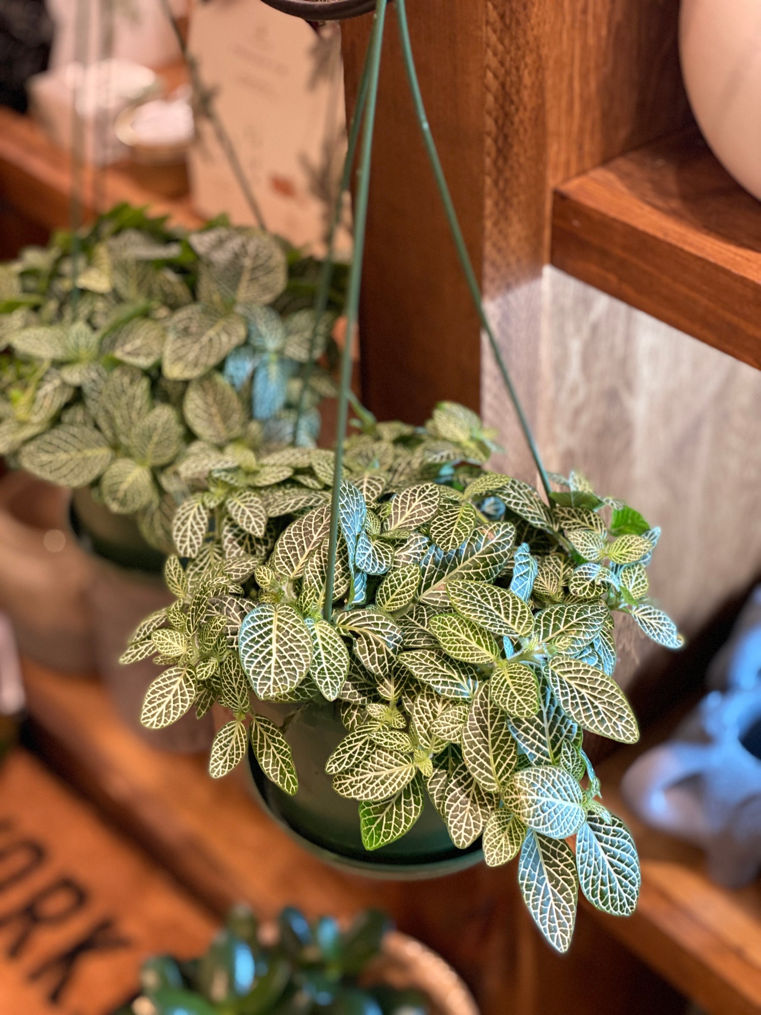 Fittonia (Various Sizes and Colours)