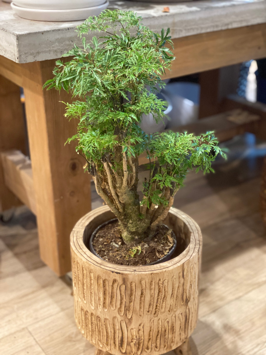 Aralia Ming Stump