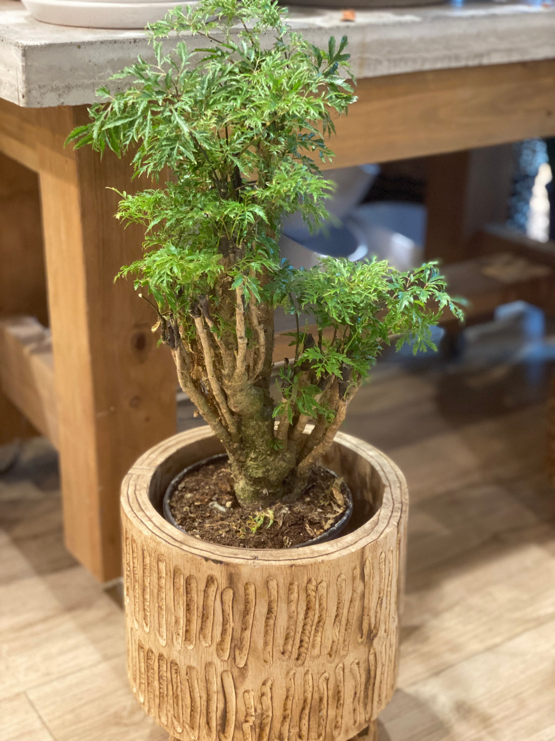 Aralia Ming Stump