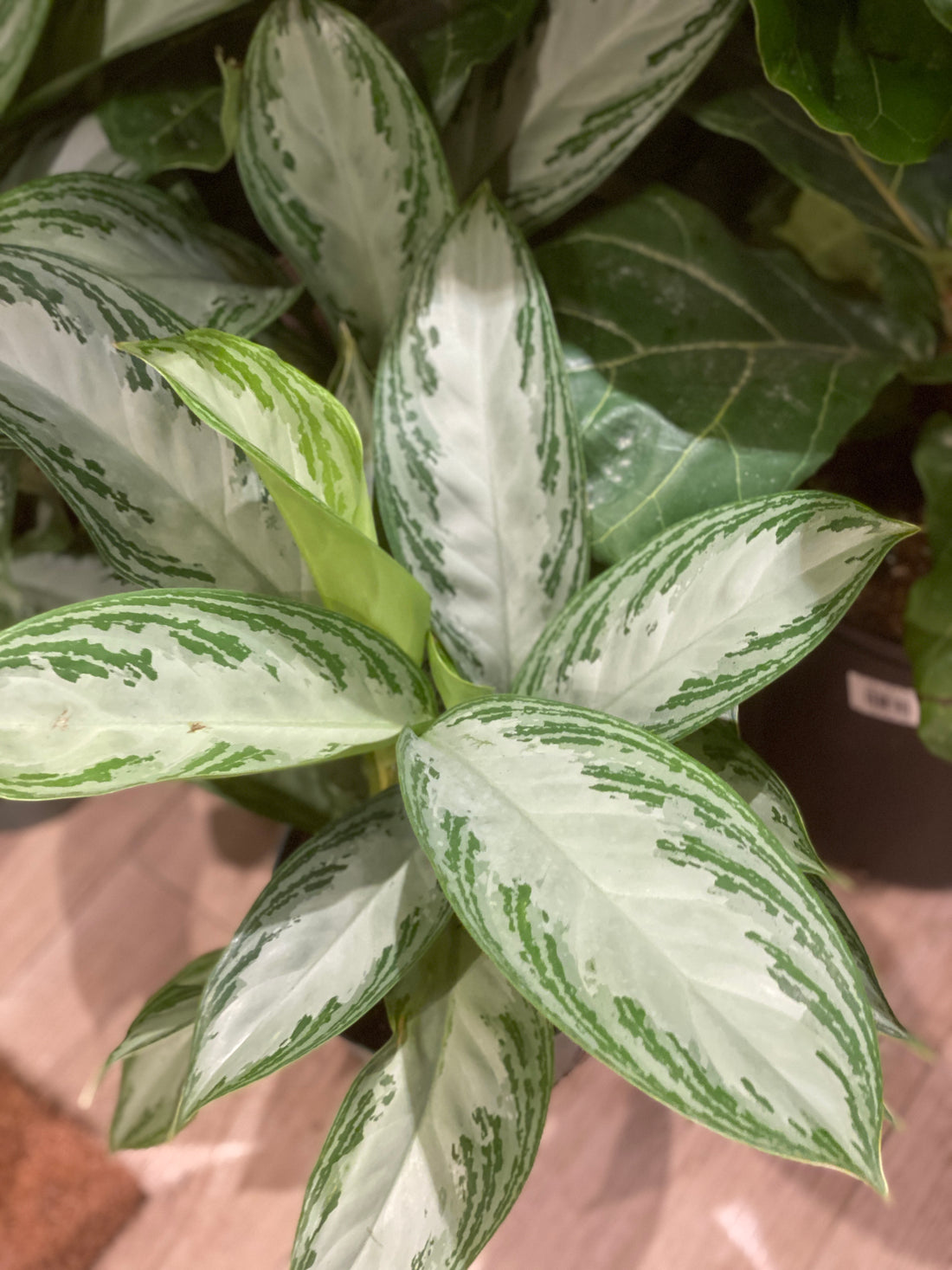 Aglaonema Silver Bay