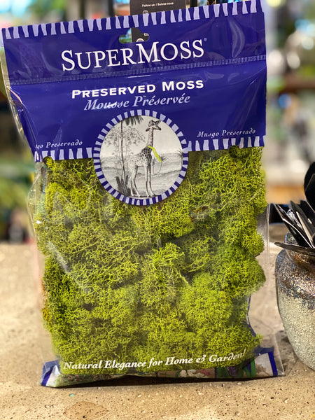 Reindeer Moss Preserved Chartreuse