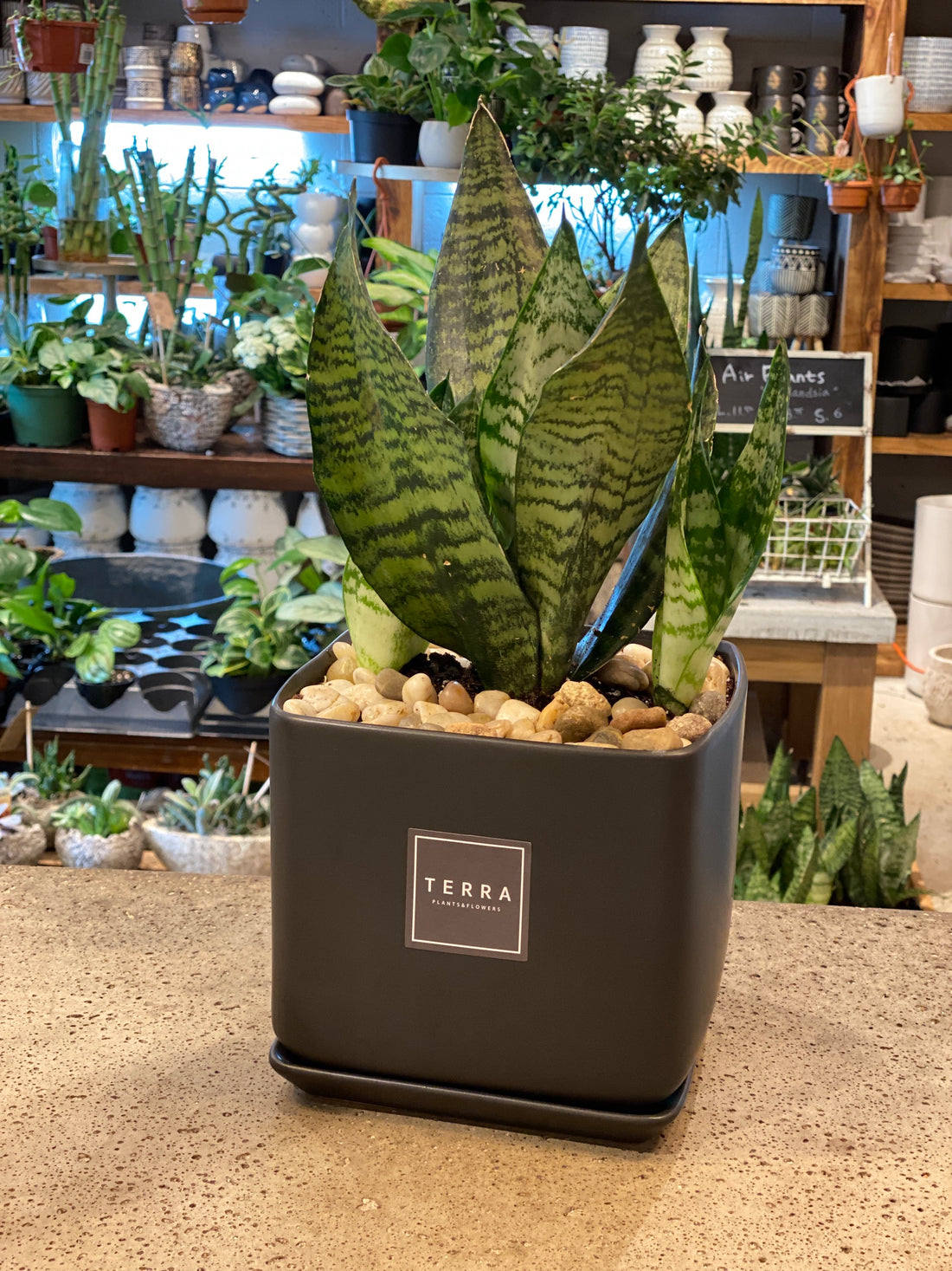 Sansevieria in Black modern pot