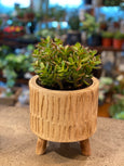 Jade in wooden pot