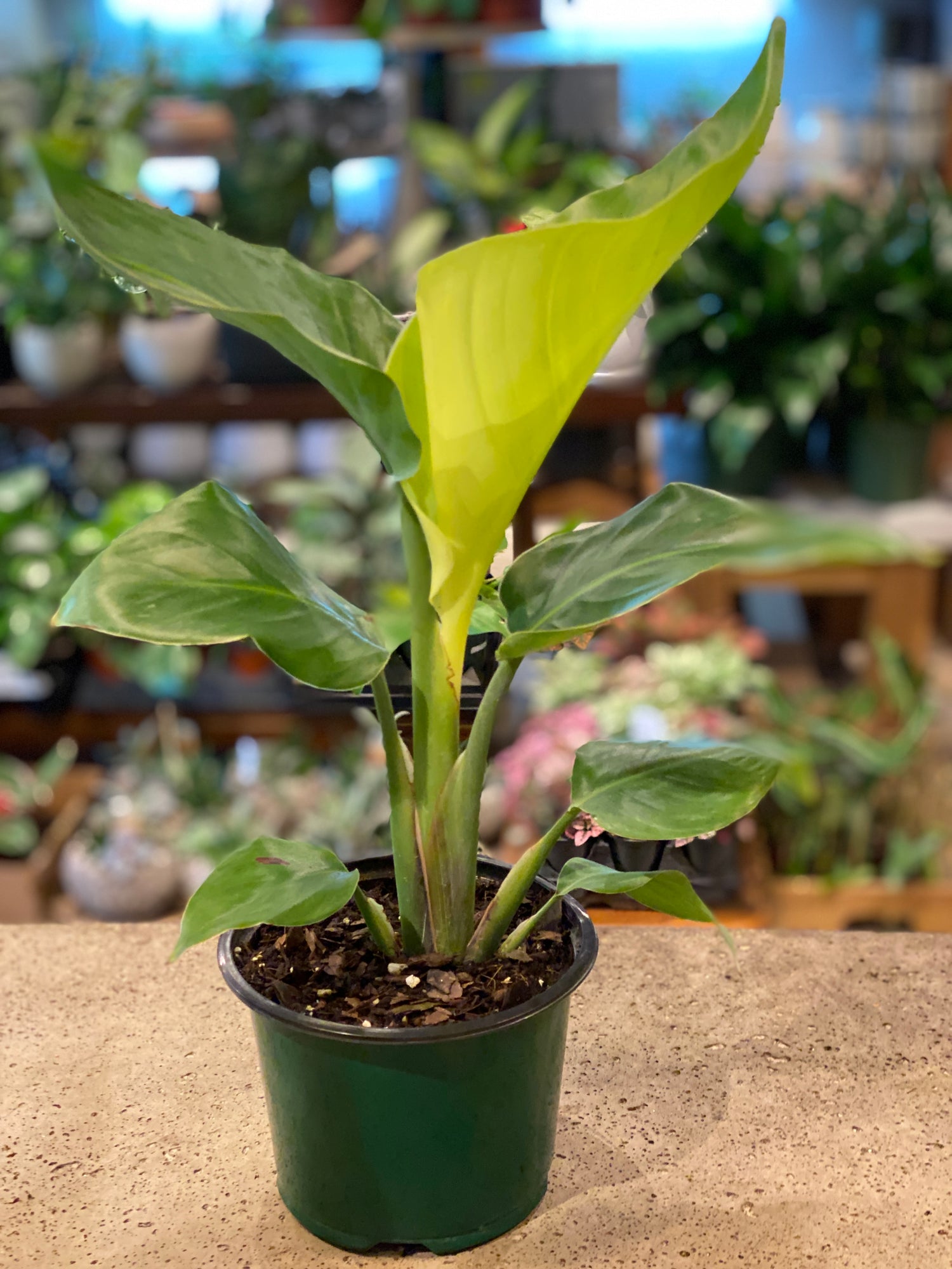 Birds of paradise (Various Sizes)