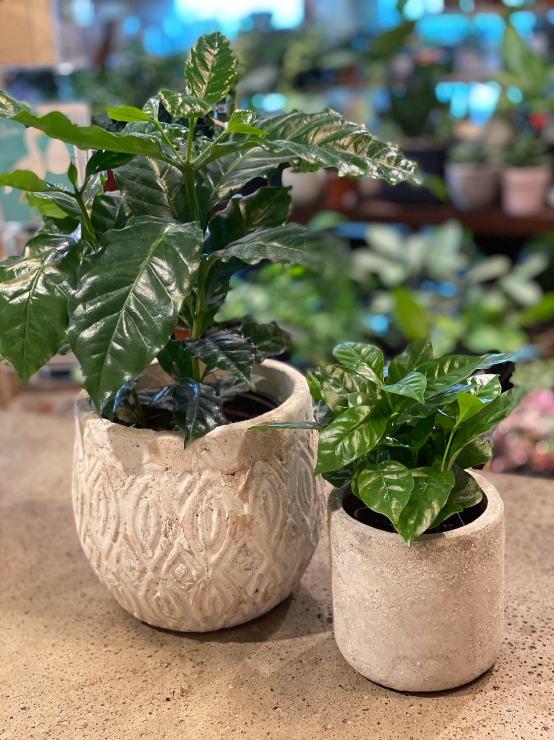 Coffee arabica Plant