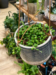 4" Hanging Tropical/succulent planter
