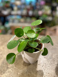 Pilea Ceramic pot (peperomioides , Chinese Money plant)