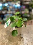 Pilea Ceramic pot (peperomioides , Chinese Money plant)