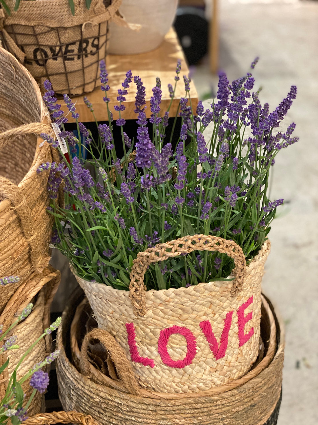 Lavender plant