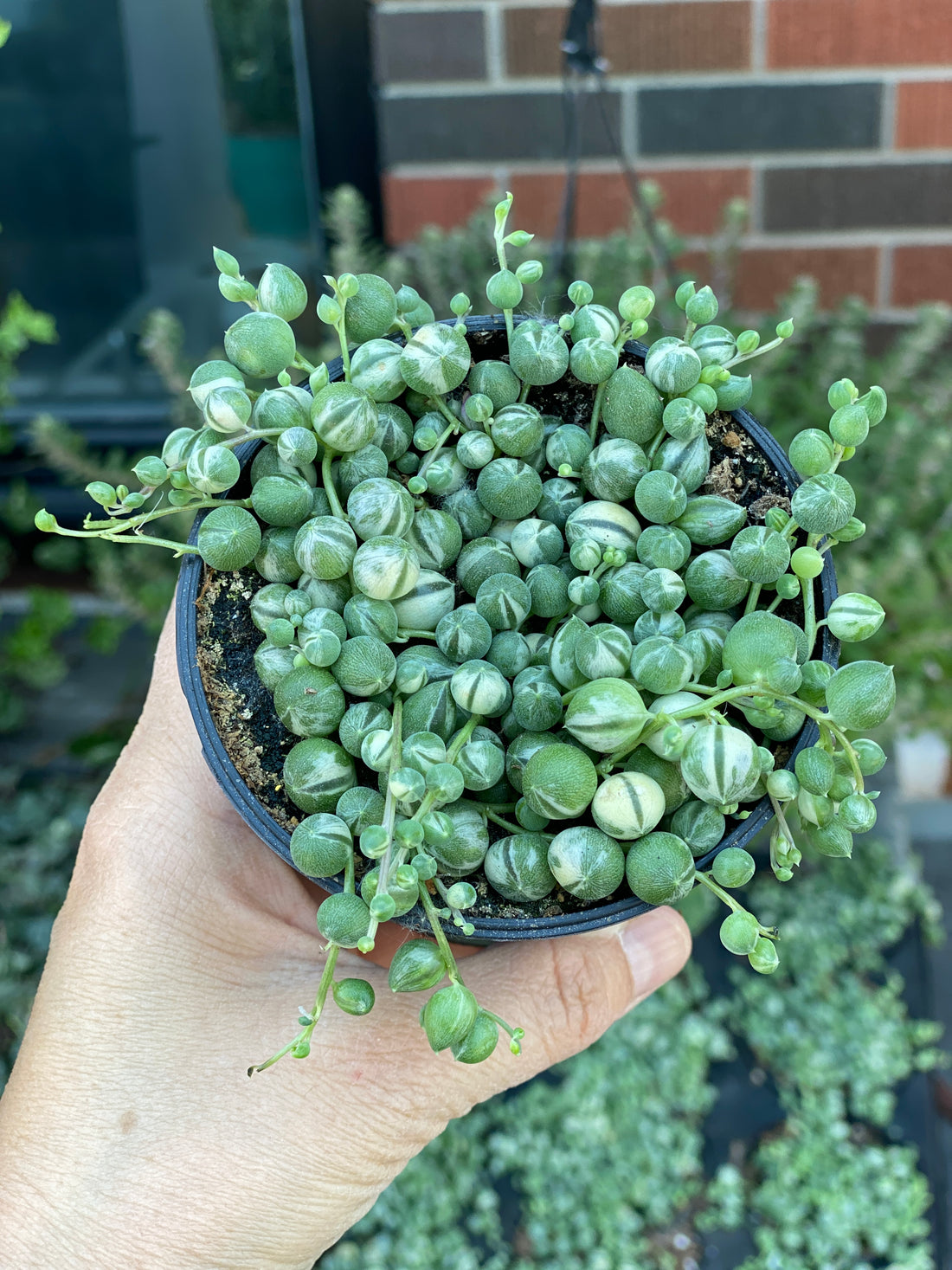 String of Pearl (Variegated)